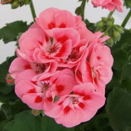 Sel® Sunrise® Graziella